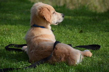 golden retriever puppy lies on the grass