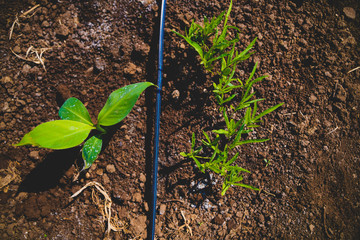 Close up macro of Banana Sprout on soil in banana farm