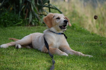 Naklejka na ściany i meble golden retriever puppy retrives on the grass