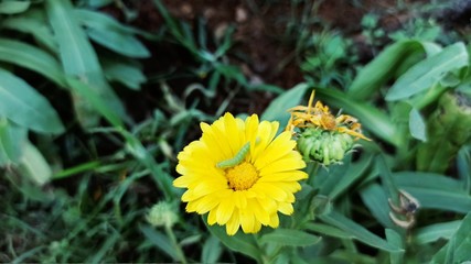 A green worm on yellow flower. Suitable for background images and other applications. A beautiful  view captured. 