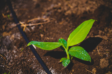 Close up macro of Banana Sprout on soil in banana farm