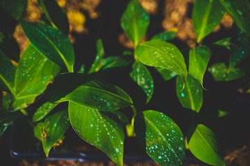 Close up macro of Banana Sprout on soil in banana farm