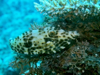 The amazing and mysterious underwater world of Indonesia, North Sulawesi, Manado, coral fish