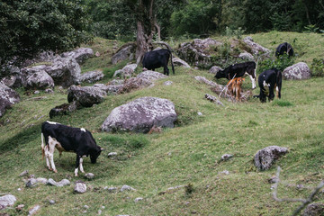 cows grazing in green space full of rocks