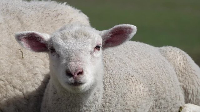 head from cute white lamb in the nature
