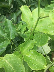 green leaf with water drops