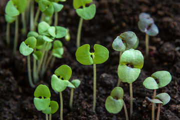 Sprouts of young basil