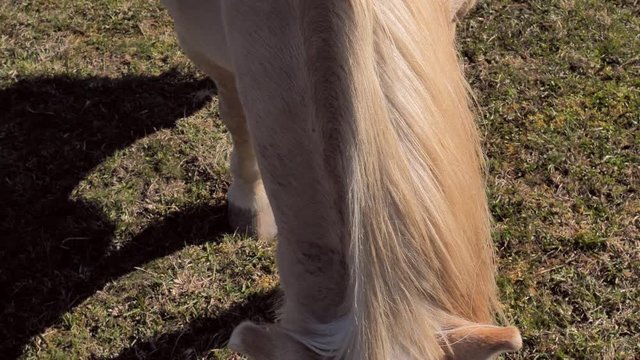 White isabella hucul pony is grazzing on the meadov. Farmer touch horse the back and his fingers  comb out long hair from winter fur. The spring season begins.
