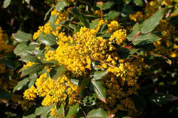 Obraz premium twig of an oregon grape with yellow blossoms