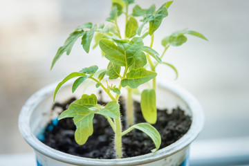 Tomato green sprouts on window