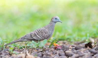 Stunning zebra dove looks for food in a Singapore park.