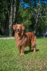 Golden retriever walking in the park