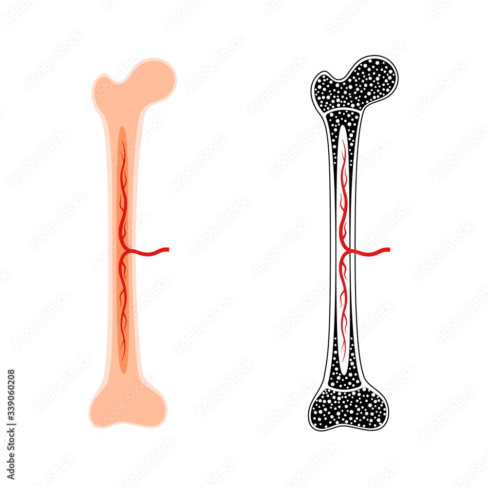 Poster Human bone anatomy