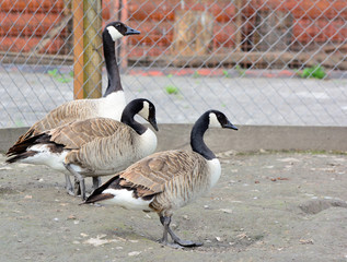 Fototapeta premium Canadian geese breed with black heads