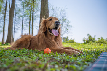 Golden retriever playing in the park grass