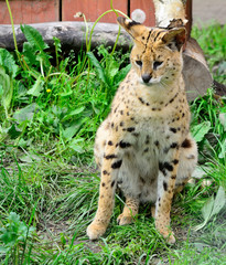 Asian leopard cat(Felis bengalensis).