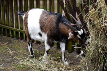 goat eating grass © Weronika