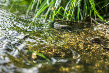 green moss on the ground