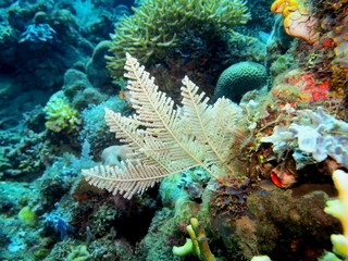 Naklejka na ściany i meble The amazing and mysterious underwater world of Indonesia, North Sulawesi, Manado, hydrozoan