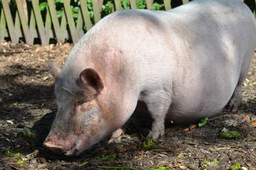 cute piglet eating salad