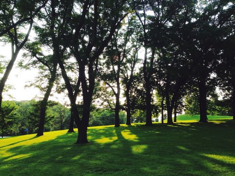 Silhouette Trees In Schenley Park