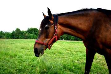 the horse in the meadow eats grass © Weronika