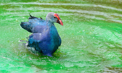 Moorhen and reed, water, or marsh hen floats(Gallinula chloropus).