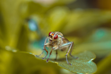 fly on leaf