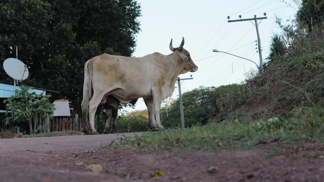 Cattle breastfeeding on street farm in central Brazil