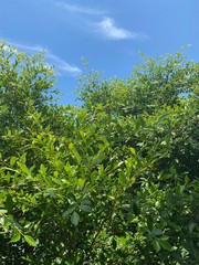 Fototapeta na wymiar green foliage of a tropical tree, bathed in the sun