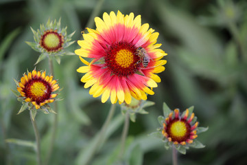 Bee pollinates a yellow-red Firewheel on a meadow. Nature