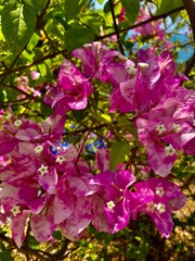 pink flowers of the tropical plant bougainvillea with green leaves in summer blue sky 