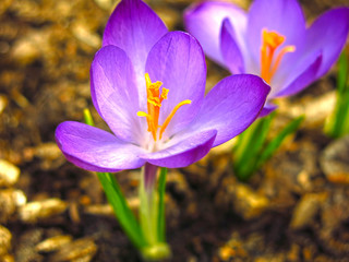 purple Crocus grows in spring in a flower bed