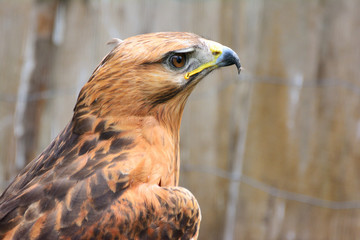 Golden Eagle (Aquila chrysaetos) portrait