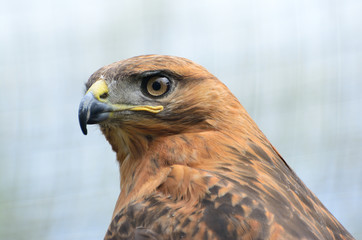 Golden Eagle (Aquila chrysaetos) portrait