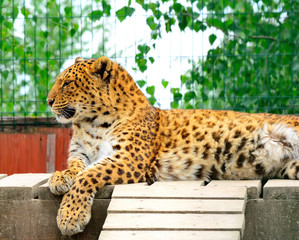 Endangered amur leopard resting in the nature habitat. Wild animals in captivity. Panthera pardus orientalis.