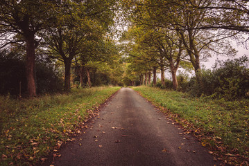 A road leading through the forest in the Yorkshire Moors, England