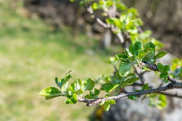 Branch of apple tree with young leaves in fruit grove in spring. Close up, selective focus