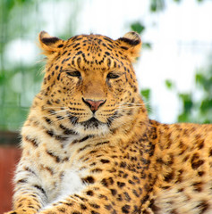 Endangered amur leopard resting in the nature habitat. Wild animals in captivity. Panthera pardus orientalis.