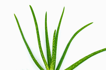 Aloe vera plant isolated on a white background.