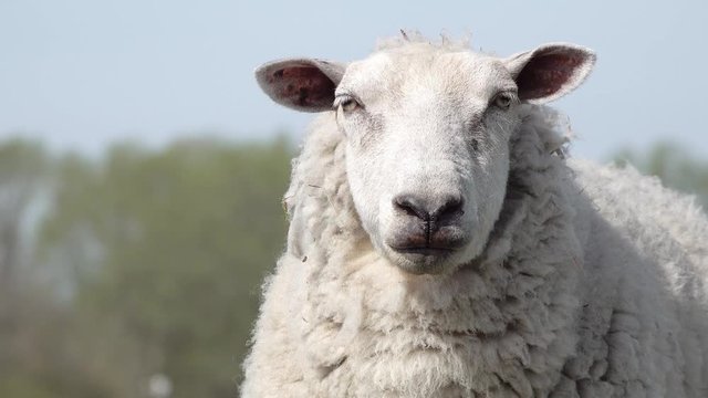 head from adult white sheep  in the nature