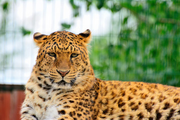 Endangered amur leopard resting in the nature habitat. Wild animals in captivity. Panthera pardus orientalis.