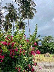 Fototapeta na wymiar sky through coconut palms and pink flowers with green foliage on a tropical summer day