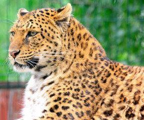 Endangered amur leopard resting in the nature habitat. Wild animals in captivity. Panthera pardus orientalis.