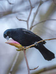 Brewer's Blackbird