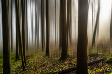 Mystischer Wald , stimmungsvolle Bäume  - 339066829