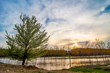 Blossom tree near river with cloudy sky
