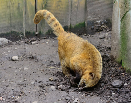 Coati animal is very attentive and beautiful