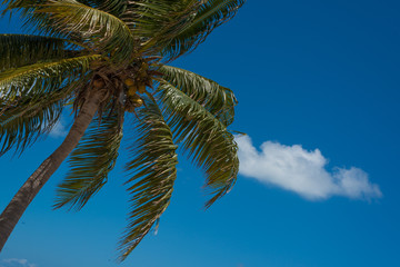 Exotic palm tree in Cancun, Mexico