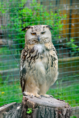 Portrait of Eurasian Eagle-Owl, Bubo bubo